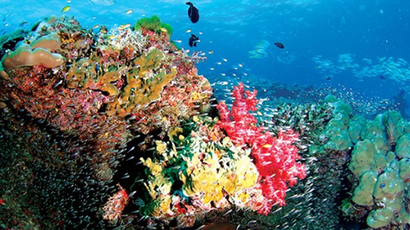 sonevaKiri sonevaKiri